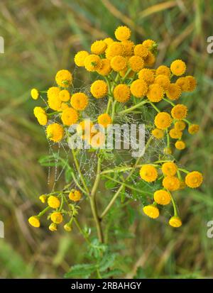 Tansy gewöhnliche (Tanacetum vulgare) blühen auf der Wiese in freier Wildbahn Stockfoto