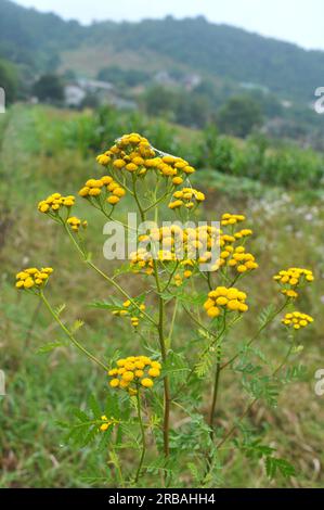 Tansy gewöhnliche (Tanacetum vulgare) blühen auf der Wiese in freier Wildbahn Stockfoto