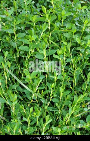 Polygonum aviculare Gras wächst in der Wildnis Stockfoto