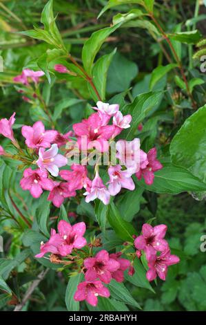 Weigela mit weißen und rosa Blumen blüht im Garten. Stockfoto