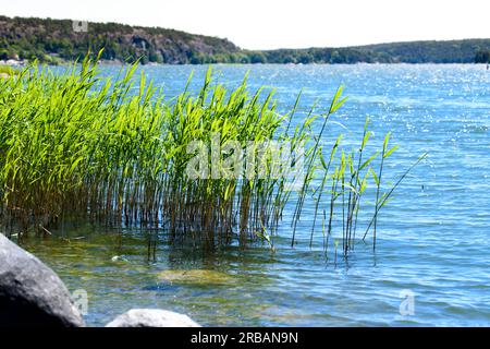 Ein hohes Gras, Sedge am Ufer des Sees, voller Tau im starken Sonnenlicht Stockfoto