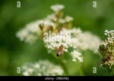 Baldrian und Biene. Valeriana officinalis ist eine Wildpflanze mit weißen Blumen. Es ist eine wichtige Heilpflanze und wird auch in der Medizin verwendet. Stockfoto