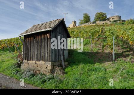 Weinberg, Herbst in den Weinbergen in der Nähe der Burgruinen Weibertreu, Weinsberg, Weinsberg-Tal, Heilbronn, Heilbronn-Franconia Stockfoto