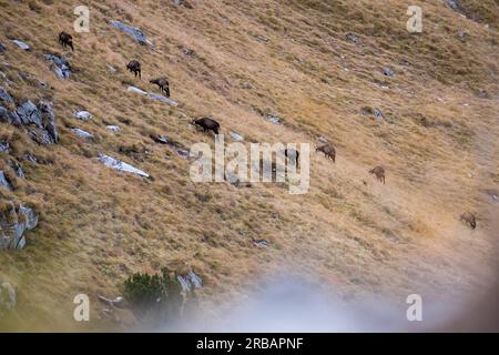 Fütterung von Chamois im Herbst und in freier Wildbahn an den grasbedeckten Hängen der Karwendel, eng, Tirol, Österreich Stockfoto