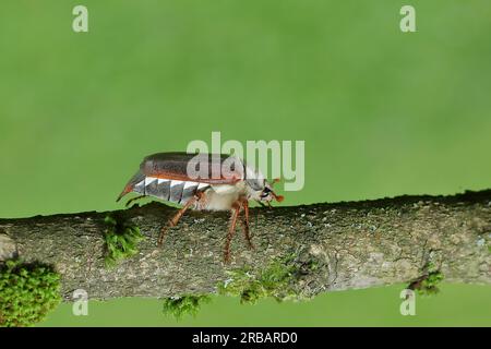 Maiskäfer, Feldhahnenkäfer (Melolontha melolontha), weiblich auf einem mit Moos bedeckten Ast, Wilden, Nordrhein-Westfalen, Deutschland Stockfoto