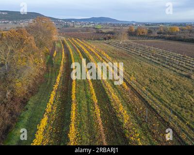 Weinberge aus der Vogelperspektive im Spätherbst, Kottingbrunn, Niederösterreich, Österreich Stockfoto