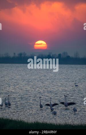 Sunset und Flamingos, Porto Viro, Provinz Rovigo, Italien Stockfoto
