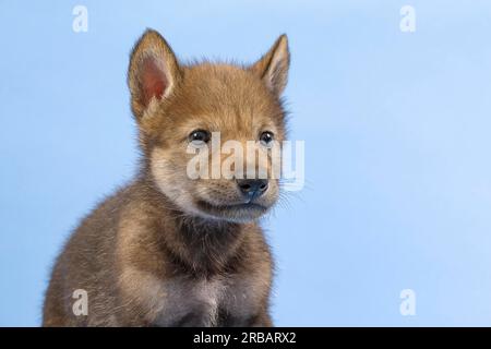 Europäischer Grauwolf (Canis lupus lupus), Tierporträt, Ohrenalarm, Jungtier, Jugendlicher, Gefangener, 3,5 Wochen, Studioaufnahme, blauer Hintergrund Stockfoto