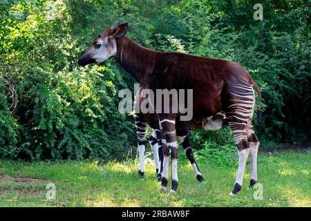 Okapi (Okapia johnstoni), erwachsen, weiblich, mit jungen, gesäugten, Unverlierbar Stockfoto