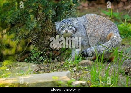 Manul, pallas-Katze (Otocolobus manul), erwachsen, wachsam, gefangen Stockfoto