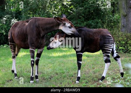 Okapi (Okapia johnstoni), erwachsen, weiblich, jung, soziales Verhalten, Unverlierbar Stockfoto