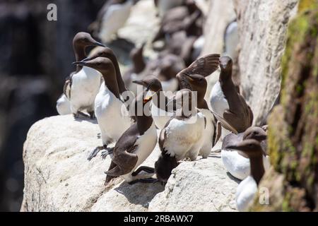 Guillemot-Kolonie auf Great Saltee Island Stockfoto