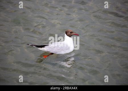 Schwarzkopfmöwe schwimmt im Meer Stockfoto