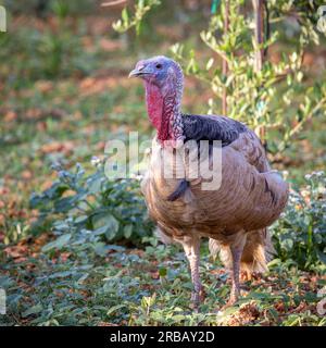 Türkei (Meleagris gallopavo), Captive, Llubi, Mallorca, Spanien Stockfoto