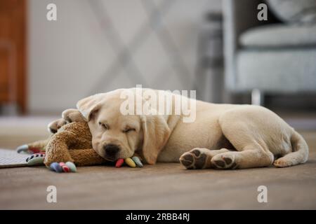 Entzückender kleiner Hund, der auf seinem Plüschkaninchen liegt und zufrieden auf die Kamera im Wohnzimmer zu Hause blickt Stockfoto