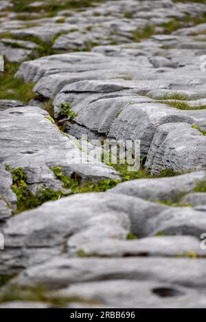 Barrows und Gullies, Gullies in Kalkstein, Karstgebiet, Poulnabrone Dolmen, Burren, County Clare, Irland Stockfoto