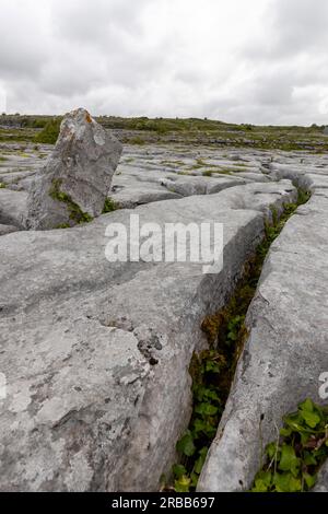 Barrows und Gullies, Gullies in Kalkstein, Karstgebiet, Poulnabrone Dolmen, Burren, County Clare, Irland Stockfoto