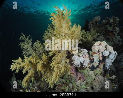 Brokkolibaum (Litophyton Arboreum) im Abendlicht, Tauchplatz am Hausriff, Mangrove Bay, El Quesir, Rotes Meer, Ägypten Stockfoto