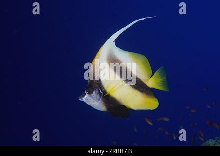 Bannerfisch des Roten Meeres (Heniochus intermedius) vor blauem Hintergrund, ausgenommen, Tauchplatz am St. Johns-Riff, St. Johns, Rotes Meer, Ägypten Stockfoto