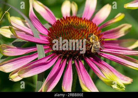 Honigbiene auf Echinacea 'Green Envy' Echinacea Blume Stockfoto