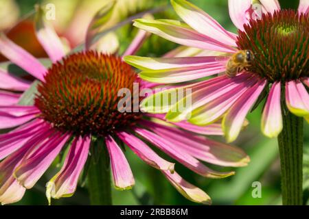 Gartenblume, Echinacea „Green Twister“, Coneflowers Pflanzen, Blumenköpfe Biene Stockfoto