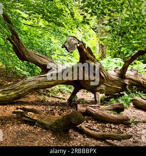 Gestürzter, toter Baumstamm im Urwald Sababurg, Naturschutzgebiet, Reinhardswald-Anwesen, Hessen, Deutschland Stockfoto