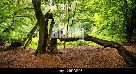 Alte Buche (Fagus), im Urwald Sababurg, Naturschutzgebiet, Reinhardswald Anwesen, Hessen, Deutschland Stockfoto