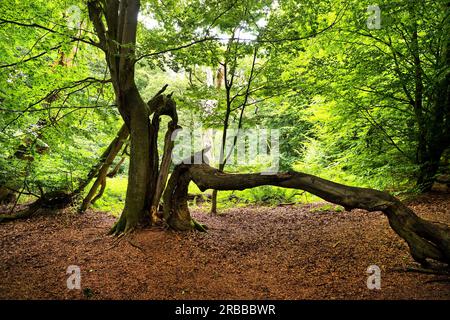 Alte Buche (Fagus), im Urwald Sababurg, Naturschutzgebiet, Reinhardswald Anwesen, Hessen, Deutschland Stockfoto