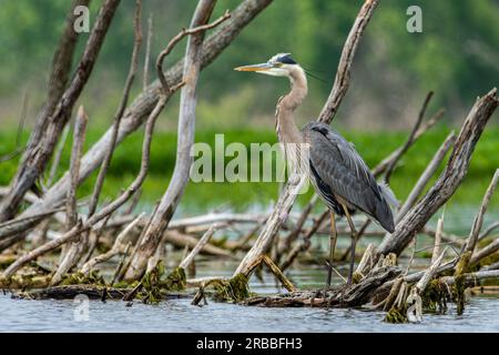 Großer blauer Reiher, Ardea herodias, hoch oben auf einem toten Baum im Grand River in Grand Haven, Michigan Stockfoto