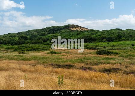 Hengistbury Head, UK - Juli 1. 2023: Das Heideland vor Warren Hill. Stockfoto