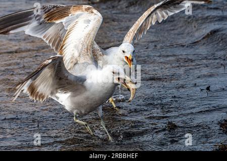 Zwei Ringelmöwen, Larus delawarensis, kämpfen um einen toten Fisch in Grand Haven, Michigan, Beach Stockfoto