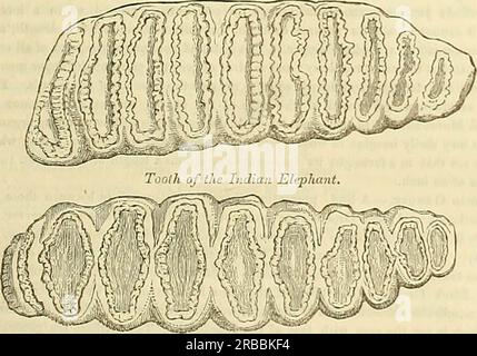 „Edinburgh Journal of Natural History and of the Physical Sciences“ (1835) Stockfoto