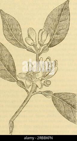 „Edinburgh Journal of Natural History and of the Physical Sciences“ (1835) Stockfoto