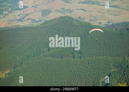 Panoramablick auf grüne Kiefern auf dem Wiederaufforstungsfeld aus der Vogelperspektive. Stockfoto