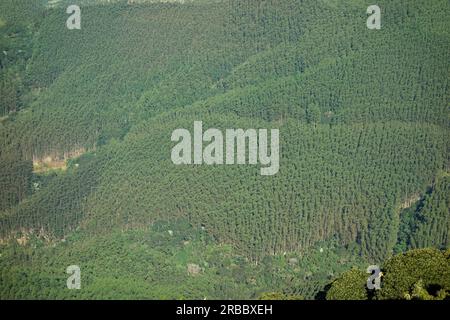 Panoramablick auf grüne Kiefern auf dem Wiederaufforstungsfeld aus der Vogelperspektive. Stockfoto