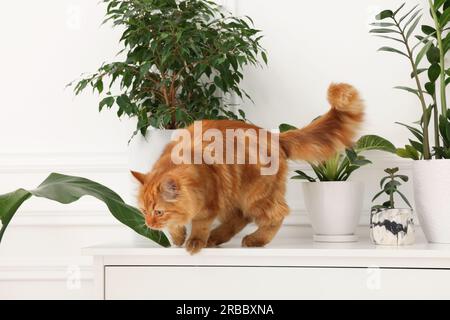Niedliche Katze in der Nähe grüner Zimmerpflanzen auf der Kommode zu Hause Stockfoto