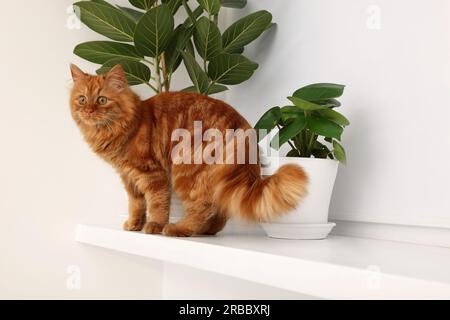 Niedliche Katze in der Nähe grüner Zimmerpflanzen auf weißem Regal zu Hause Stockfoto