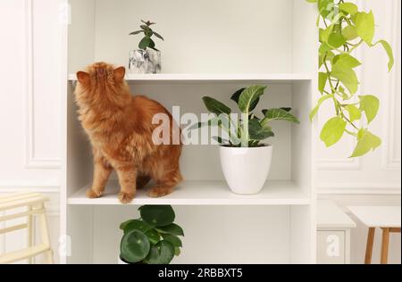 Niedliche Katze in der Nähe grüner Zimmerpflanzen auf weißen Regalen zu Hause Stockfoto
