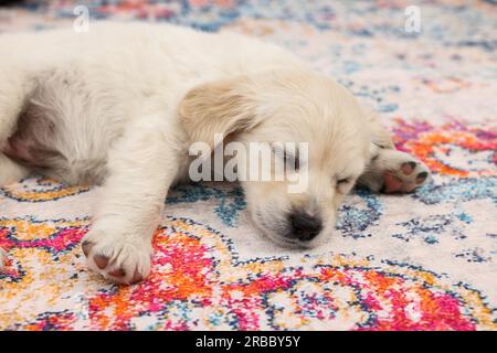 Süßes kleines Hündchen, das auf dem Teppich schläft, Nahaufnahme Stockfoto