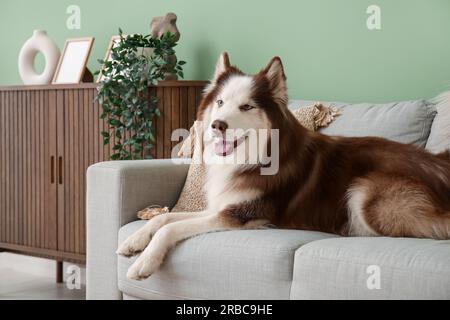 Süßer Husky-Hund, der auf dem Sofa im Wohnzimmer liegt Stockfoto
