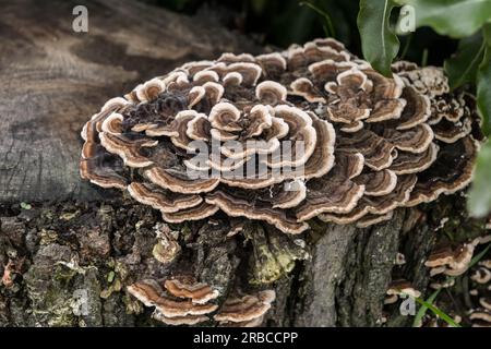 Putenschwanzpilz - Trametes versicolor. Stockfoto