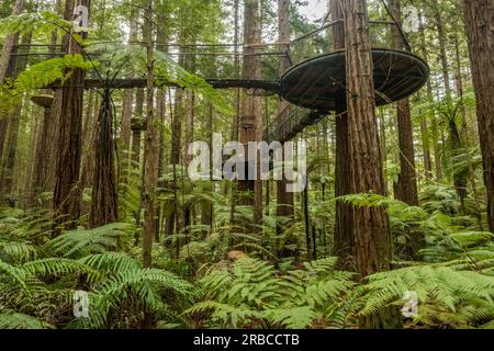 Redwoods Treewalk im Whakarewarewa Forest in Neuseeland. Stockfoto