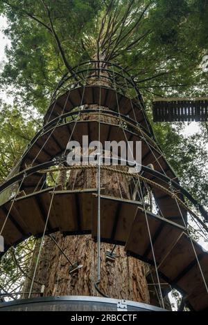 Redwoods Treewalk im Whakarewarewa Forest in Neuseeland. Stockfoto