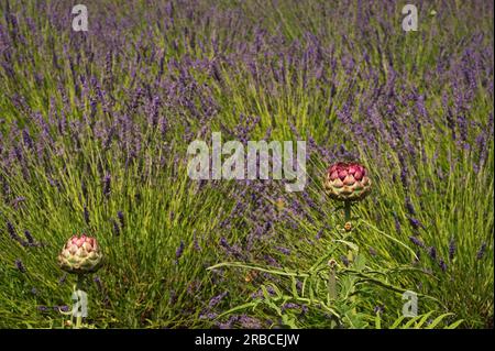 Lila Blüten blühen im Lavendelfeld Stockfoto