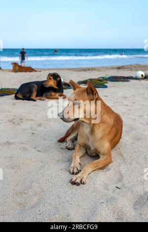 Straßenhunde sitzen am Pottuvil Beach in Sri Lanka am frühen Morgen. Stockfoto