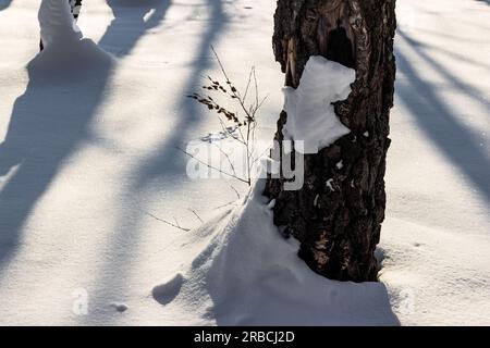 Malerischer Blick auf einen schneebedeckten Birkenhain an einem sonnigen Wintertag, Schnee bedeckte die Baumstämme Stockfoto