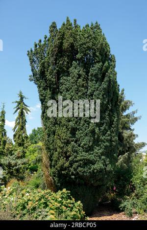 Alter Baum Taxus baccata 'Fastigiata Robusta', englischer Eibenbaum Stockfoto