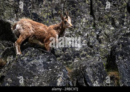 Die Tatra Chamois, Rupicapra rupicapra tatrica. Ein Chamois in seinem natürlichen Lebensraum während des Übergangs vom Winter- zum Sommerfell. Das Tatra-Gebirge, Stockfoto