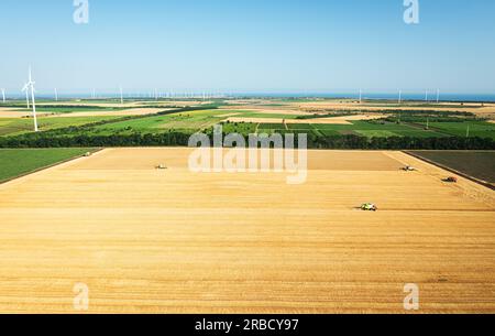 Dröhnenansicht: Mähdrescher, die bei Sonnenuntergang auf Weizenfeldern arbeiten. Fahrer der Erntemaschine schneidet Erntegut auf Ackerland. Stockfoto