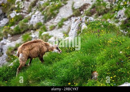 Die Tatra Chamois, Rupicapra rupicapra tatrica. Ein Chamois in seinem natürlichen Lebensraum während des Übergangs vom Winter- zum Sommerfell. Das Tatra-Gebirge, Stockfoto